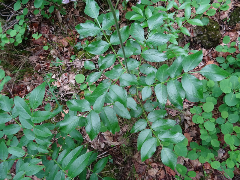 Dictamnus albus (Rutaceae)